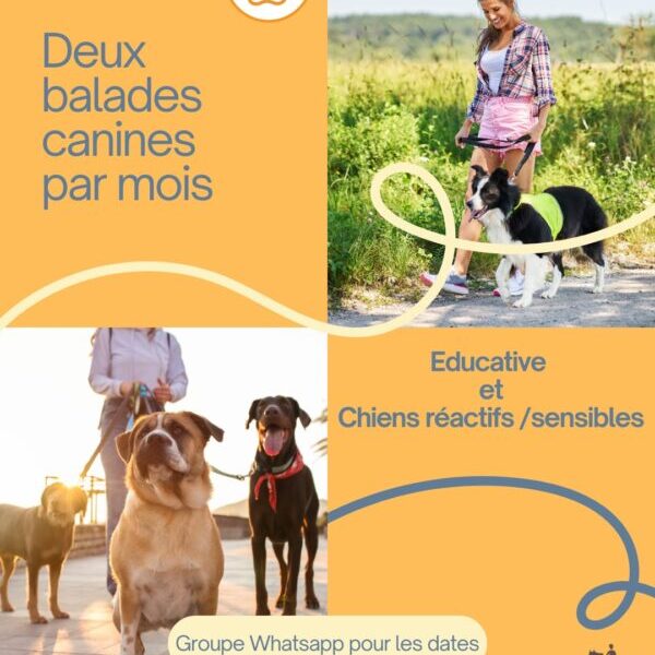 Balades canines (collectives) Balades canines (collectives)