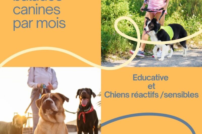 Balades canine collective Balades canine collective - AoA academy, éducation canine & formation professionnelle, Genève