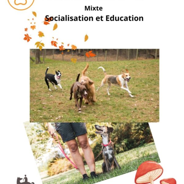 Balade canine collective mixte