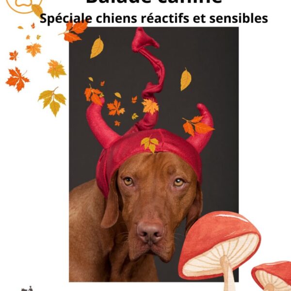 Balade canine collective chien sensibles