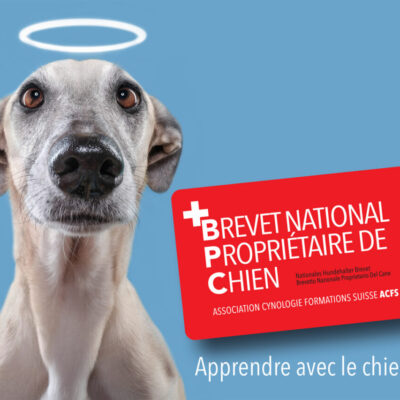Brevet suisse VKAS - AoA formation - Formation professionnelle en éducation canine, éducation canine pour particuliers, garderie pour chiens.