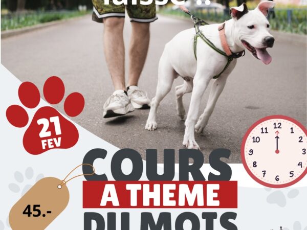 Mon chien tirs en laisse, que faire ? Cours à thème du mois - AoA academy, éducation canine & formation professionnelle, Genève