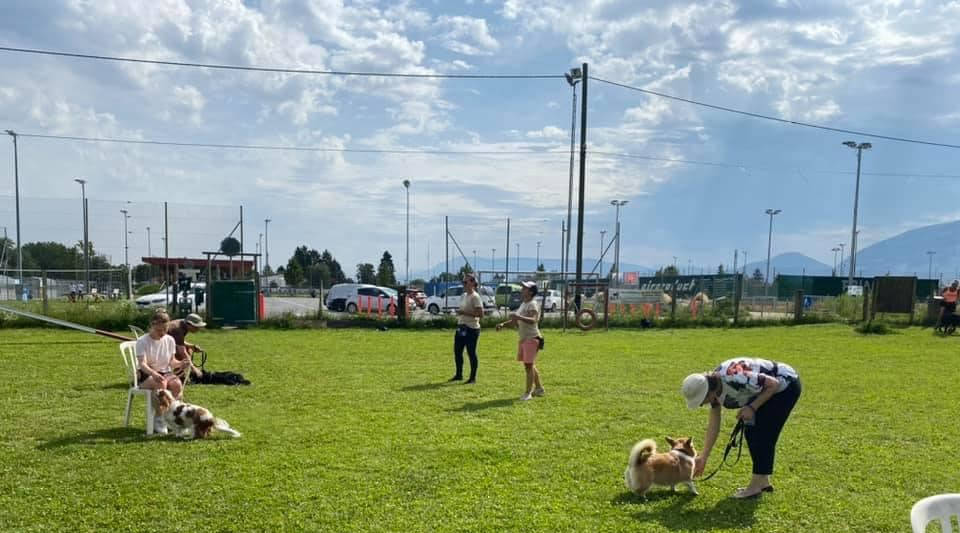 Examen des futurs éducateurs - AoA éducation canine et formation - Formation professionnelle en éducation canine, éducation canine pour particuliers, garderie pour chiens.