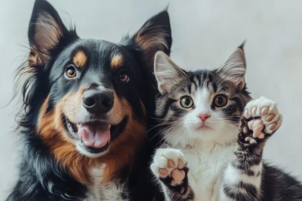 Soigneurs chiens chats