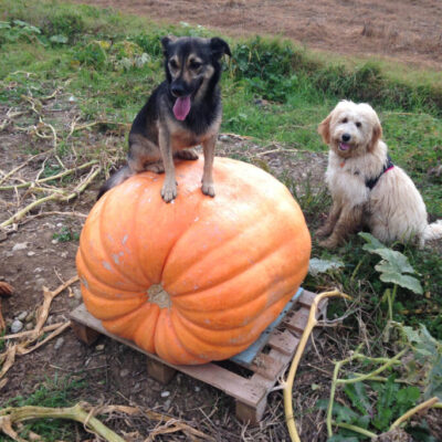 Promeneur canin - AoA formation - Formation professionnelle en éducation canine, éducation canine pour particuliers, garderie pour chiens.