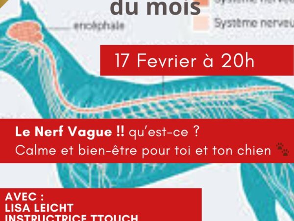 Le nerf vague, calme et bien-être pour toi et ton chien - Webinaire du mois - AoA academy, éducation canine & formation professionnelle, Genève