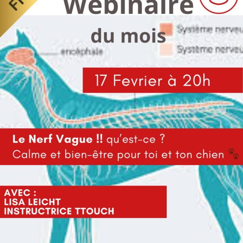 Le nerf vague, calme et bien-être pour toi et ton chien Le nerf vague, calme et bien-être pour toi et ton chien - Webinaire du mois - AoA academy, éducation canine & formation professionnelle, Genève