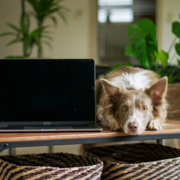 Webinaire du mois