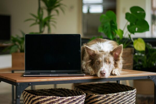 Webinaire/Canizoom - AoA éducation canine - Formation professionnelle en éducation canine, éducation canine pour particuliers, garderie pour chiens.