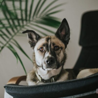 Formation Éducation du chien à la maison - AoA formation - Formation professionnelle en éducation canine, éducation canine pour particuliers, garderie pour chiens.