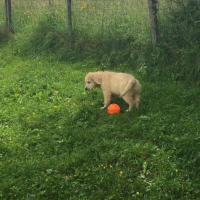 Prévention chiot - AoA formation - Formation éducateur canin - Formation professionnelle en éducation canine, éducation canine pour particuliers, garderie pour chiens.