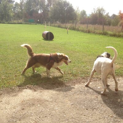 Communication, lecture du chien, social, communication intraspécique - AoA formation - Formation professionnelle en éducation canine, éducation canine pour particuliers, garderie pour chiens.