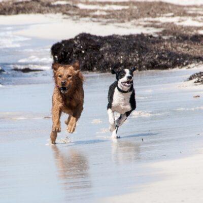 Formation d’éducateur canin - AoA formation - Formation professionnelle en éducation canine, éducation canine pour particuliers, garderie pour chiens.