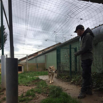 Travail de chiens de refuge - AoA formation - Formation professionnelle en éducation canine, éducation canine pour particuliers, garderie pour chiens.